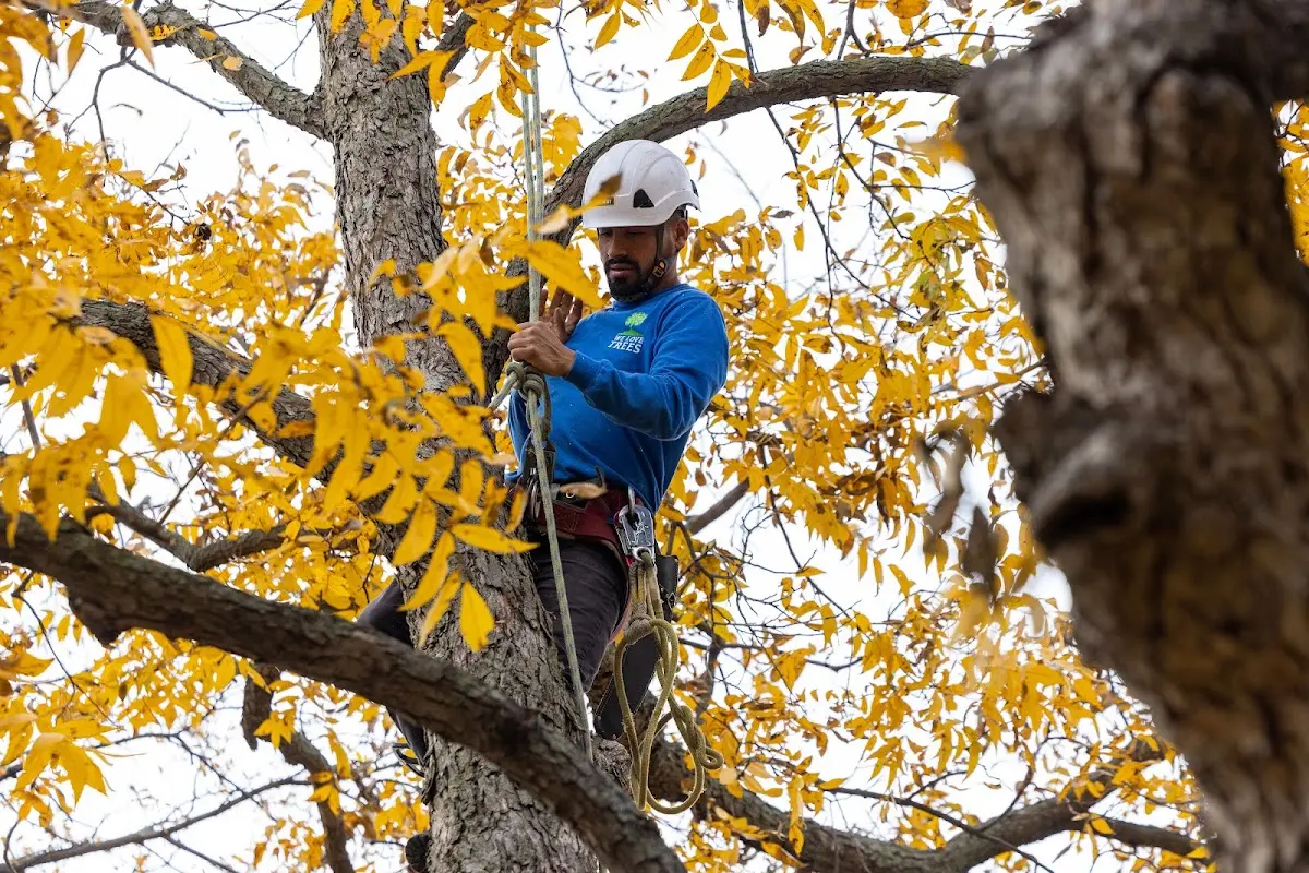 Skilled Emergency Tree Service crew working in Bolckow