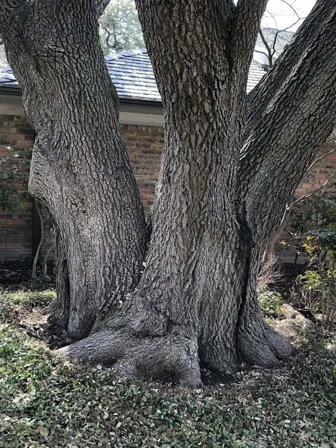 Mature heritage tree close to a Bolckow property cared for by certified arborists